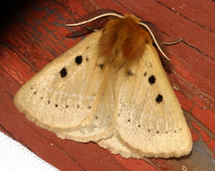 Anthela ocellata