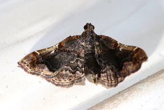 Scenedra decoratalis