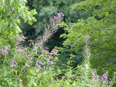 Chamaenerion angustifolium