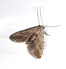 Araeopteron canescens
