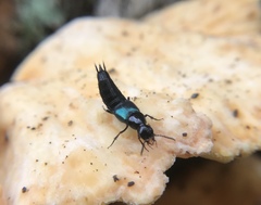Philonthus caeruleipennis