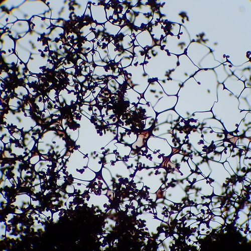 Amaurochaete tubulina