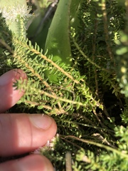 Agathosma geniculata