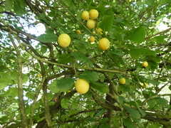 Prunus