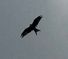 Milvus milvus
