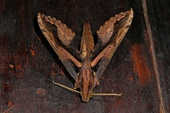 Xylophanes ceratomioides