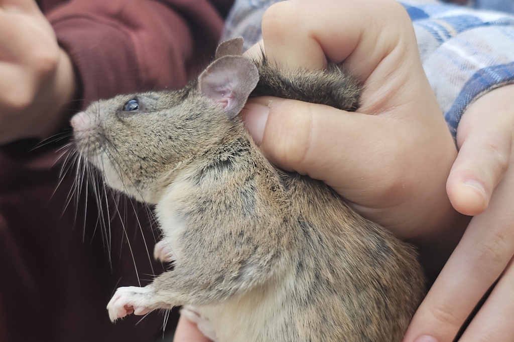 Neotoma macrotis luciana (Monterey Dusky-footed Woodrat) — G5T3 S3 ...
