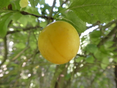 Prunus