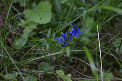 Gentiana cruciata phlogifolia