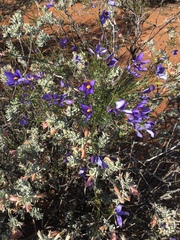 Eremophila forrestii