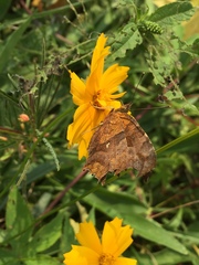 Polygonia c-aureum