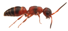Myrmosa unicolor