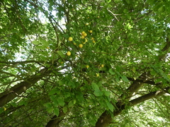 Prunus