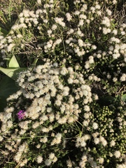 Agathosma geniculata