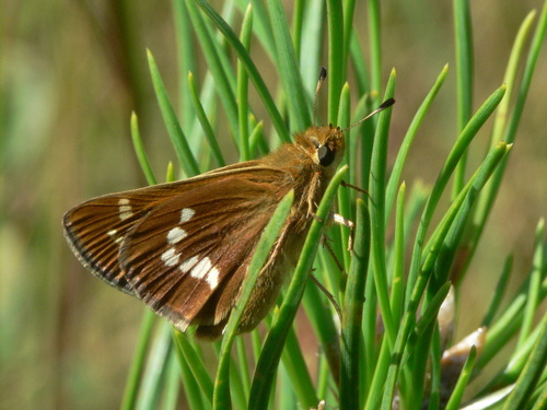 Leonard's Skipper photo 6