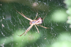 Linyphia triangularis