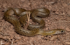 Mount Gongga Keelback photo 2