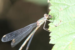 Chalcolestes viridis