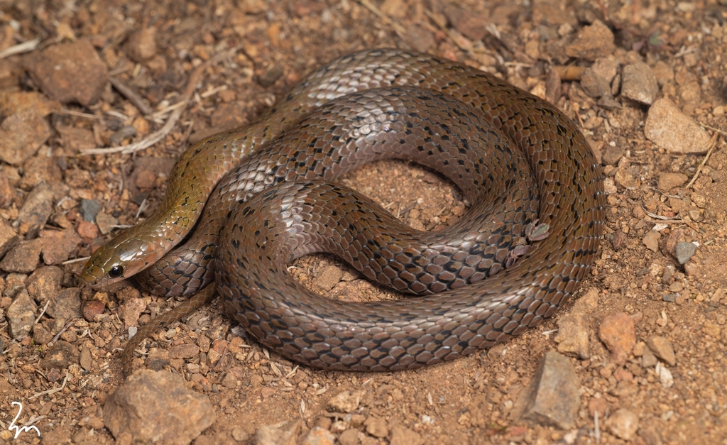 Mount Gongga Keelback