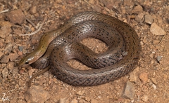 Mount Gongga Keelback photo 1