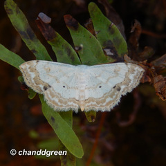 Scopula propinquaria