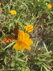 Polygonia c-aureum