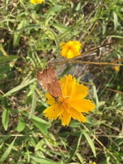 Polygonia c-aureum