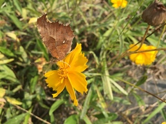 Polygonia c-aureum