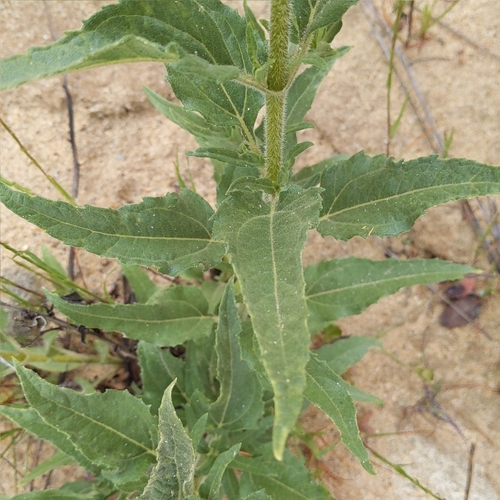 Image of Helianthus gracilentus by no rights reserved