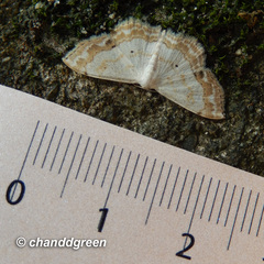 Scopula propinquaria