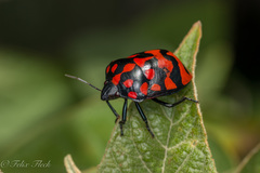 Pachycoris klugii
