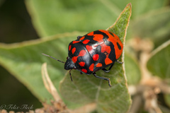 Pachycoris klugii