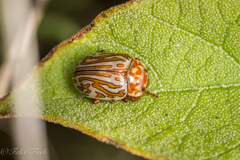Calligrapha gyllenhali