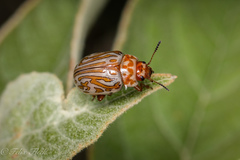 Calligrapha gyllenhali