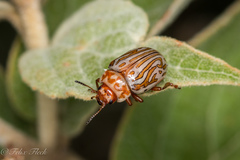 Calligrapha gyllenhali