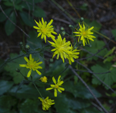 Hieracium pojoritense