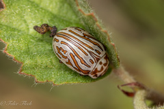 Calligrapha gyllenhali