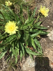 Schlagintweitia intybacea