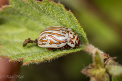 Calligrapha gyllenhali