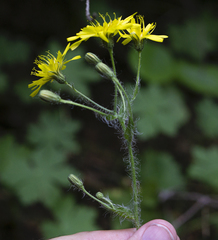 Hieracium pojoritense