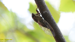 Auritibicen intermedius