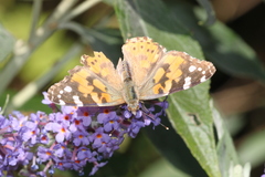 Vanessa cardui