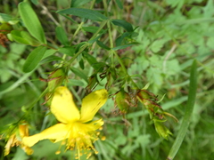 Hypericum