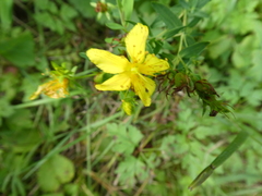 Hypericum