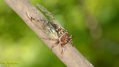 Auritibicen intermedius