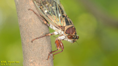 Auritibicen intermedius