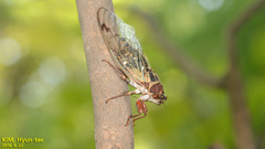 Auritibicen intermedius