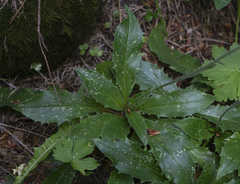 Hieracium pojoritense