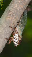 Auritibicen intermedius