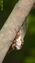 Auritibicen intermedius
